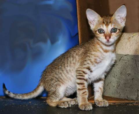 A Savannah Cat Cattery